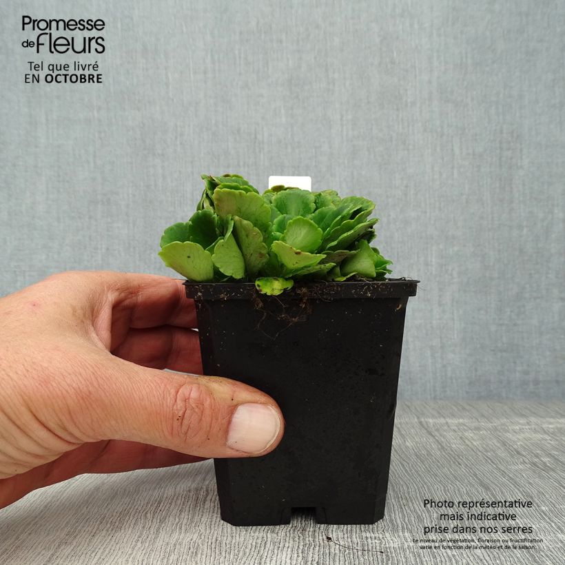 Esemplare di Saxifraga urbium - Sassifraga Vasetto da 8/9 cm come consegnato in autunno