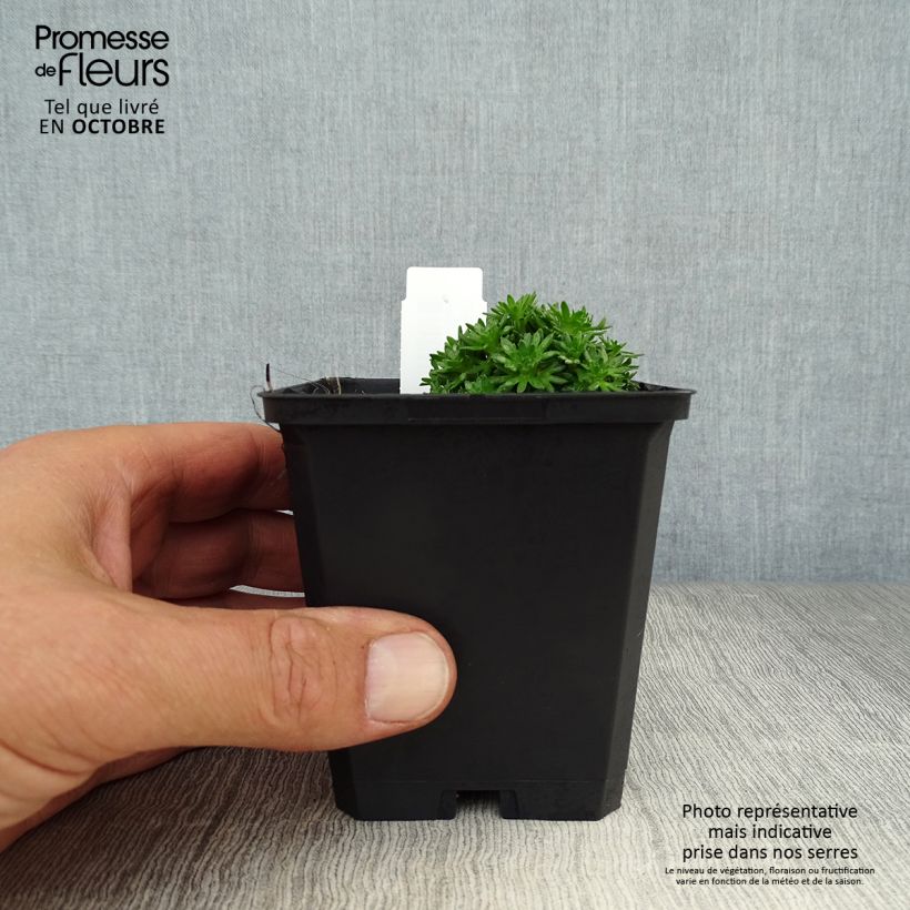 Esemplare di Saxifraga arendsii Pixie White - Sassifraga Vasetto da 8/9 cm come consegnato in autunno