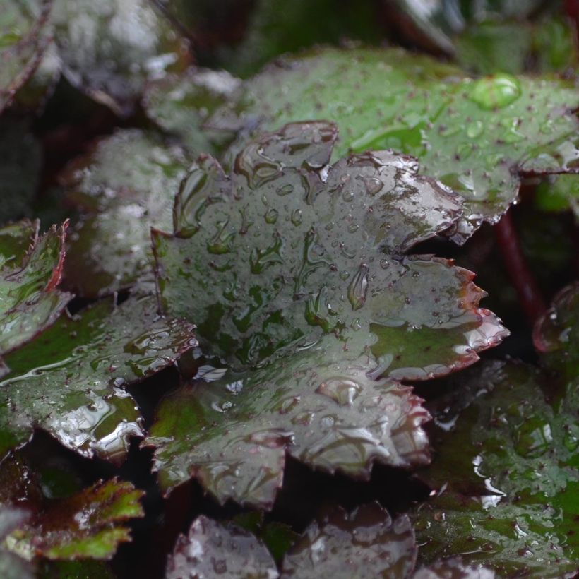 Saxifraga cortusifolia Black Ruby - Sassifraga (Fogliame)