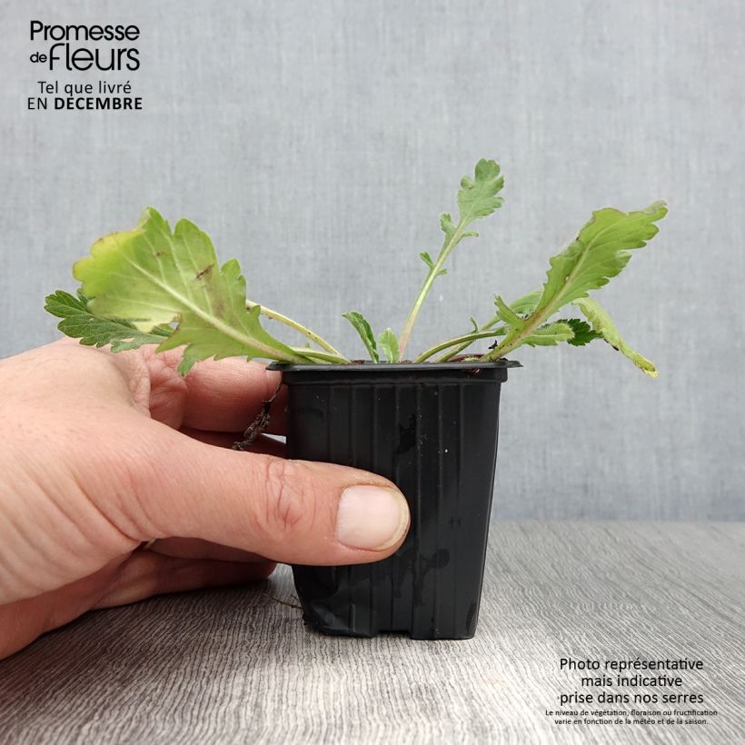 Esemplare di Scabiosa columbaria Butterfly Blue - Vedovina selvatica Vasetto da 7/8 cm come consegnato in autunno