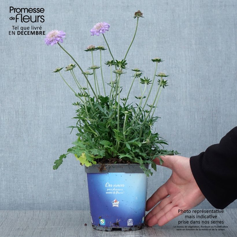 Esemplare di Scabiosa columbaria Butterfly Blue - Vedovina selvatica Vaso da 2L/3L come consegnato in autunno