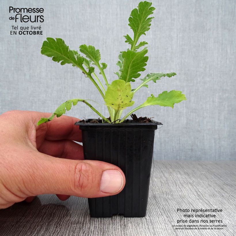 Esemplare di Scabiosa columbaria Pink Mist - Vedovina selvatica Vasetto da 7/8 cm come consegnato in autunno