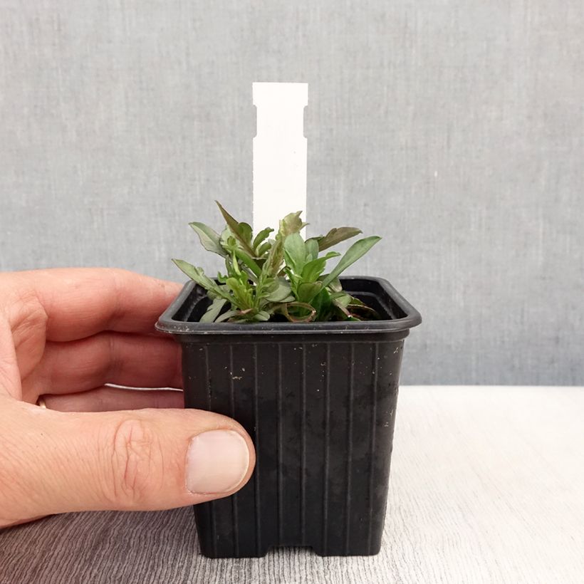 Scabiosa canescens - Vedovina canescente Vasetto da 8/9 cm esemplare consegnato in primavera