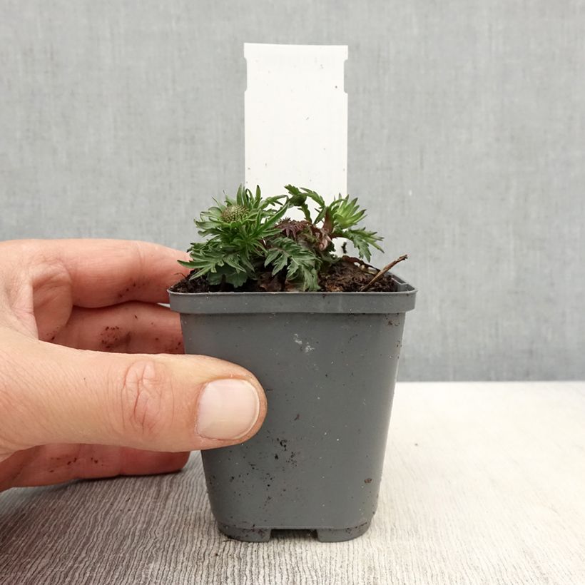 Scabiosa columbaria var. nana Pincushion Pink - Vedovina selvatica Vasetto da 8/9 cm esemplare consegnato in primavera