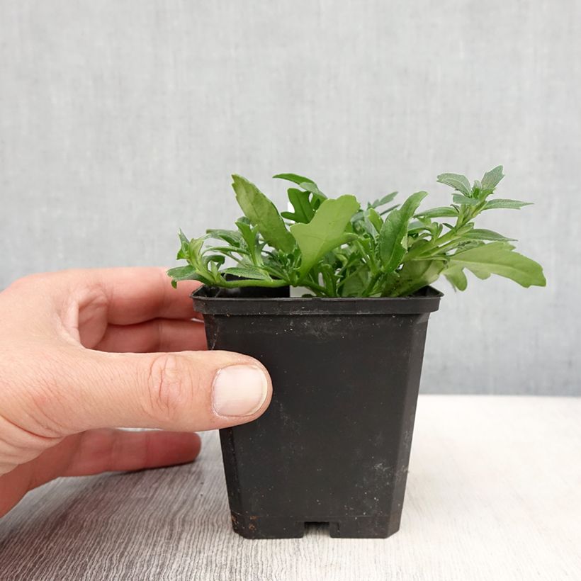 Scaevola aemula Surdiva Blanc Vasetto da 8/9 cm esemplare consegnato in primavera