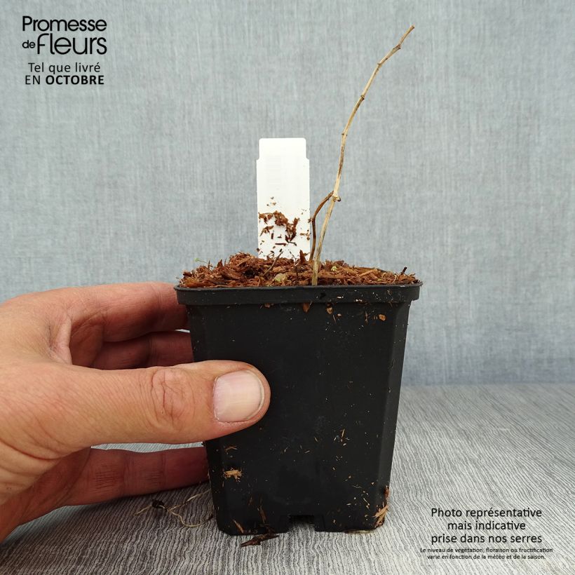 Esemplare di Polygonatum falcatum Variegatum - Sigillo di Salomone Vasetto da 8/9 cm come consegnato in autunno