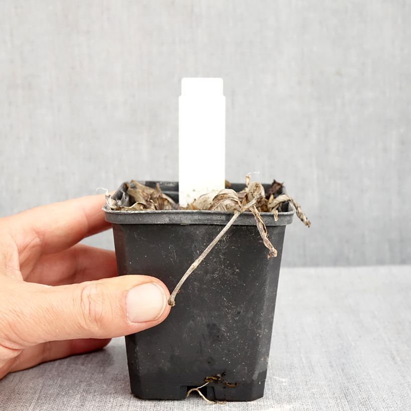 Esemplare di Polygonatum commutatum - Sigillo di Salomone Vasetto da 8/9 cm come consegnato in autunno