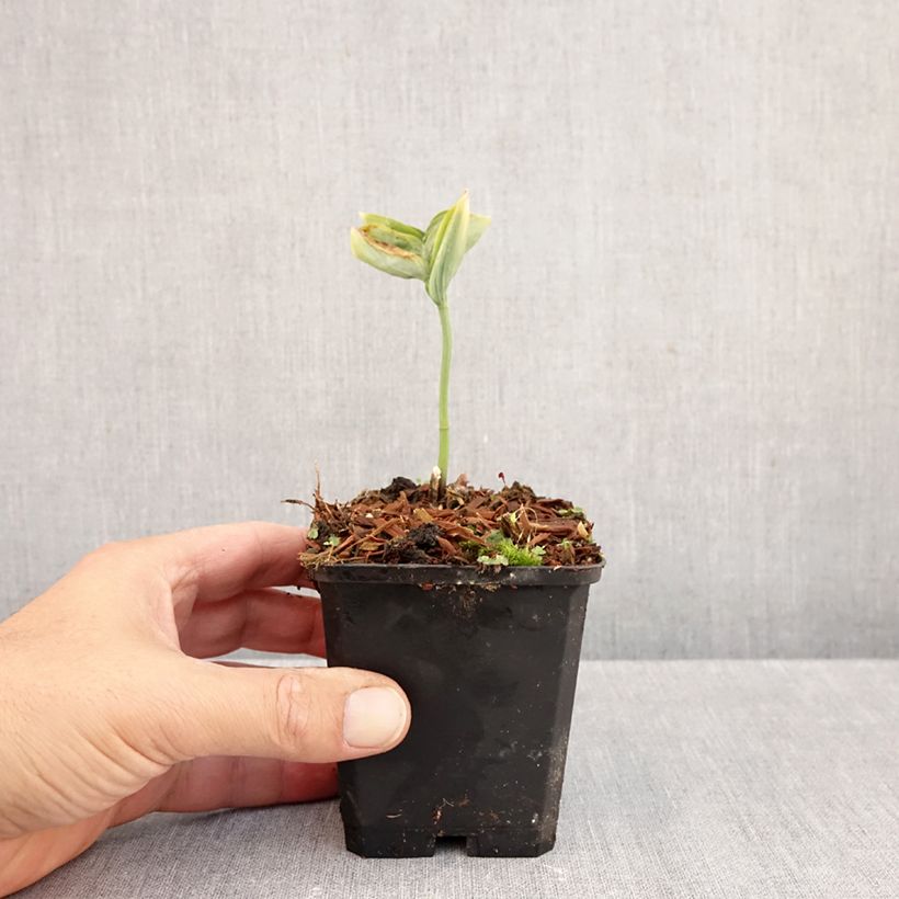 Esemplare di Polygonatum odoratum - Sigillo di Salomone comune Vasetto da 8/9 cm come consegnato in autunno