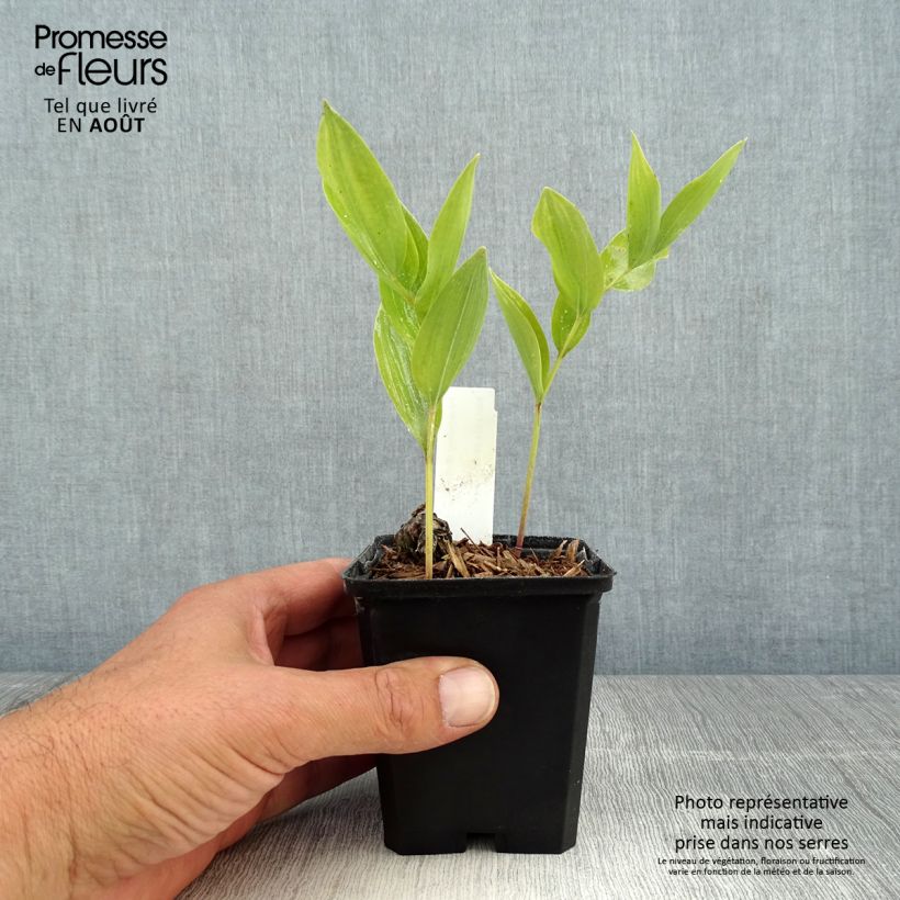 Esemplare di Polygonatum odoratum - Sigillo di Salomone comune Vasetto da 8/9 cm consegnato in estate