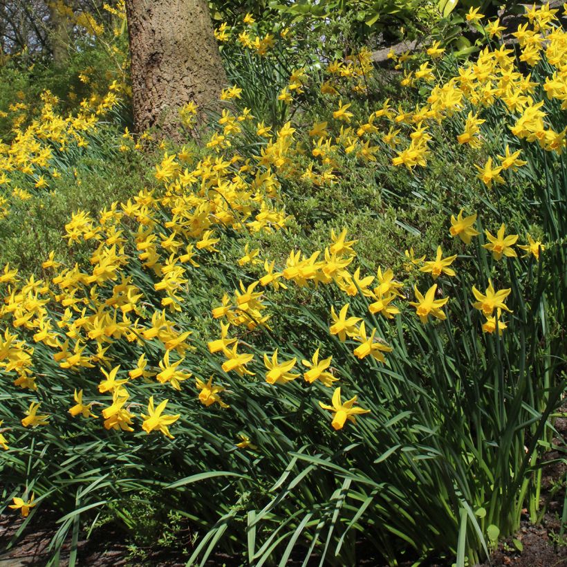 Narciso cyclamineus Rapture (Porto)