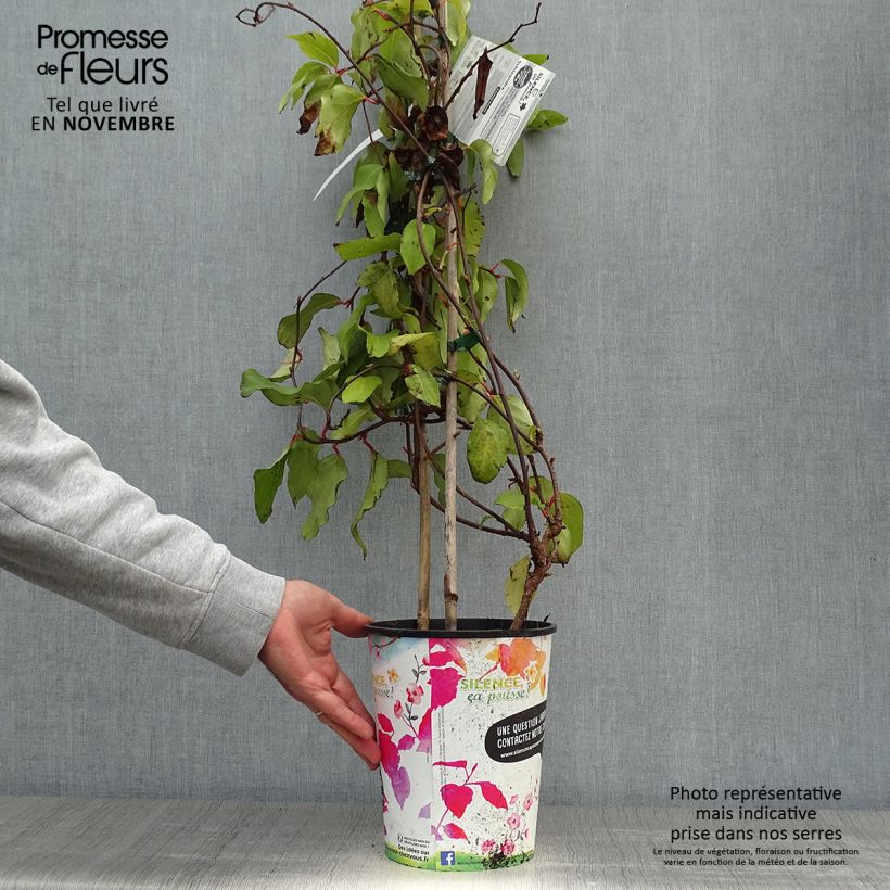 Esemplare di Schisandra rubriflora - Bacca dei 5 sapori Vaso da 4L/5L come consegnato in autunno