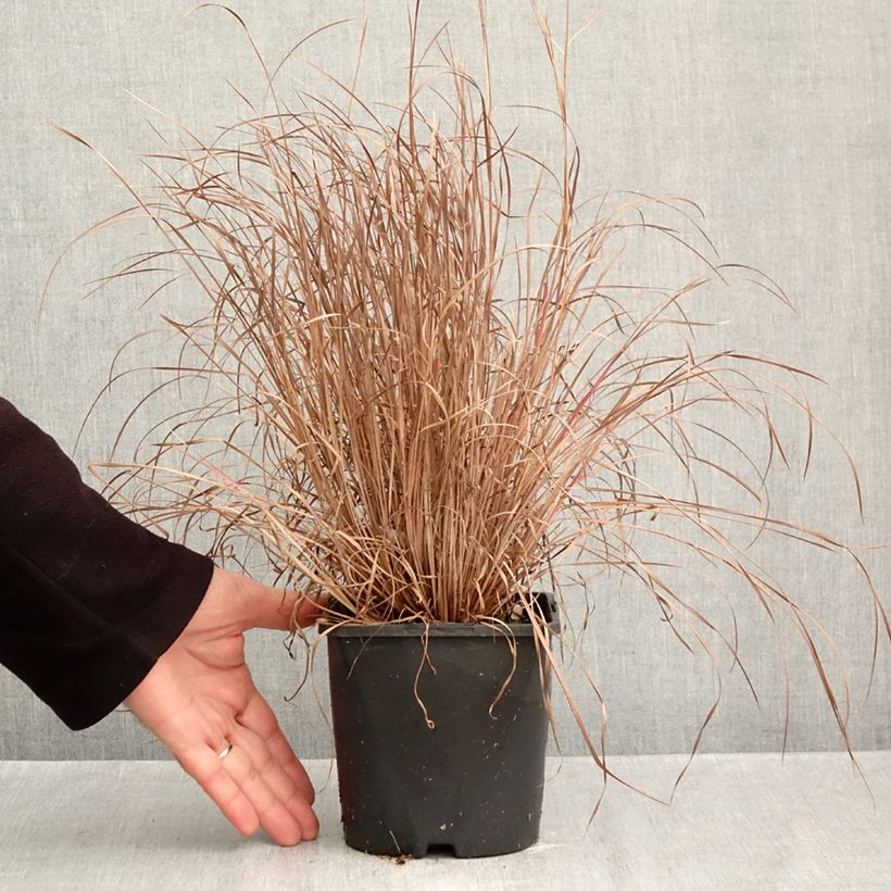 Esemplare di Schizachyrium scoparium Colorado Vaso da 2L/3L come consegnato in autunno