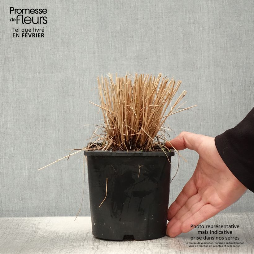 Schizachyrium scoparium Colorado Vaso da 2L/3L esemplare consegnato in inverno