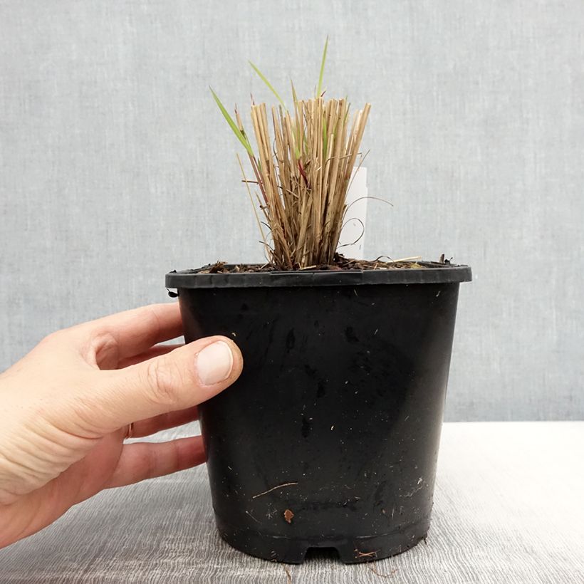 Schizachyrium scoparium Colorado Vaso da 2L/3L esemplare consegnato in primavera