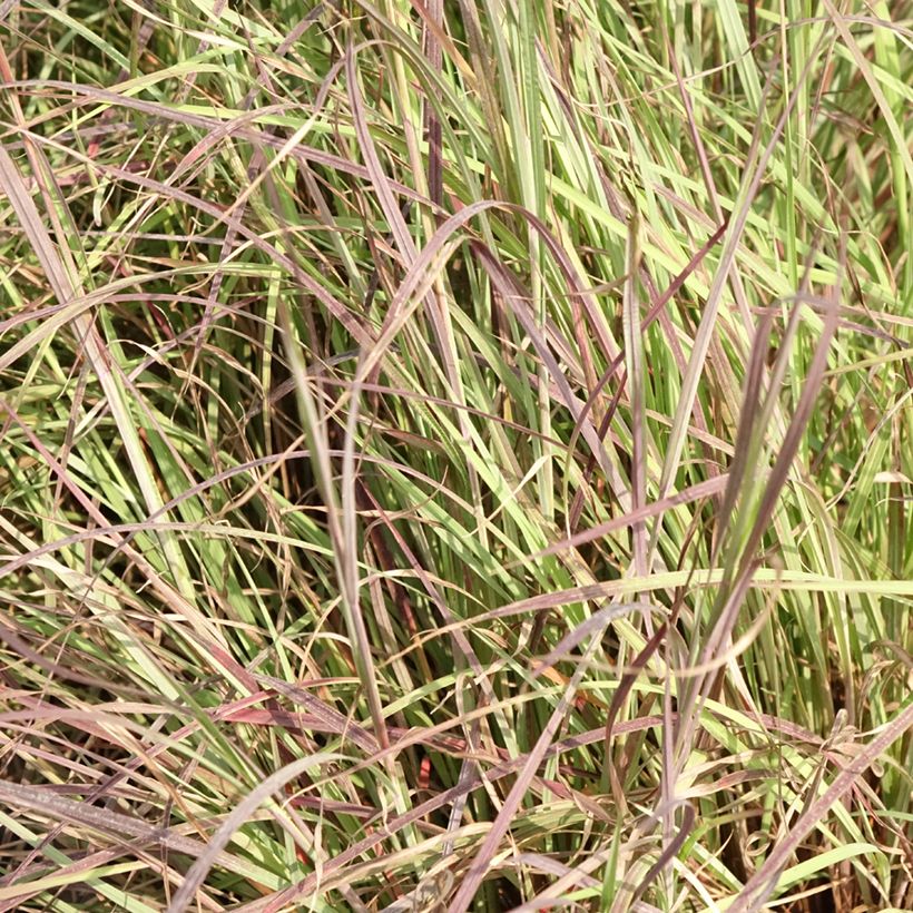 Schizachyrium scoparium Colorado (Fogliame)