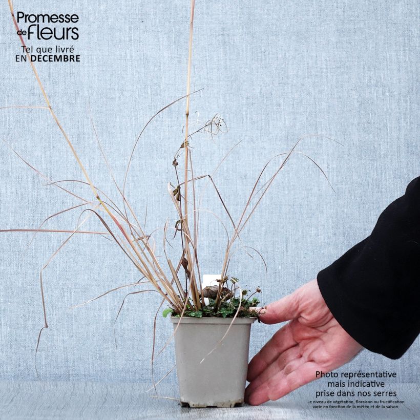 Esemplare di Schizachyrium scoparium Blaze Vasetto da 8/9 cm come consegnato in autunno