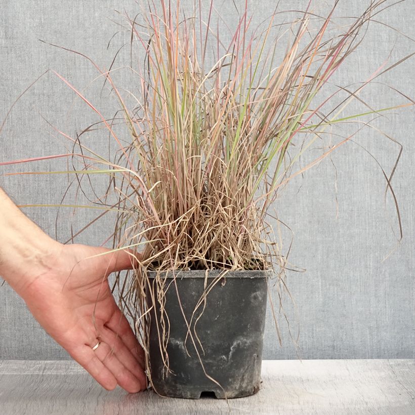 Esemplare di Schizachyrium scoparium Blue Heaven Vaso da 2L/3L come consegnato in autunno