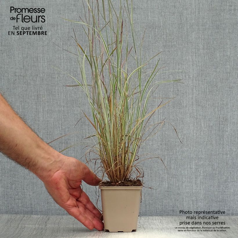 Esemplare di Schizachyrium scoparium Chameleon Vasetto da 8/9 cm come consegnato in autunno