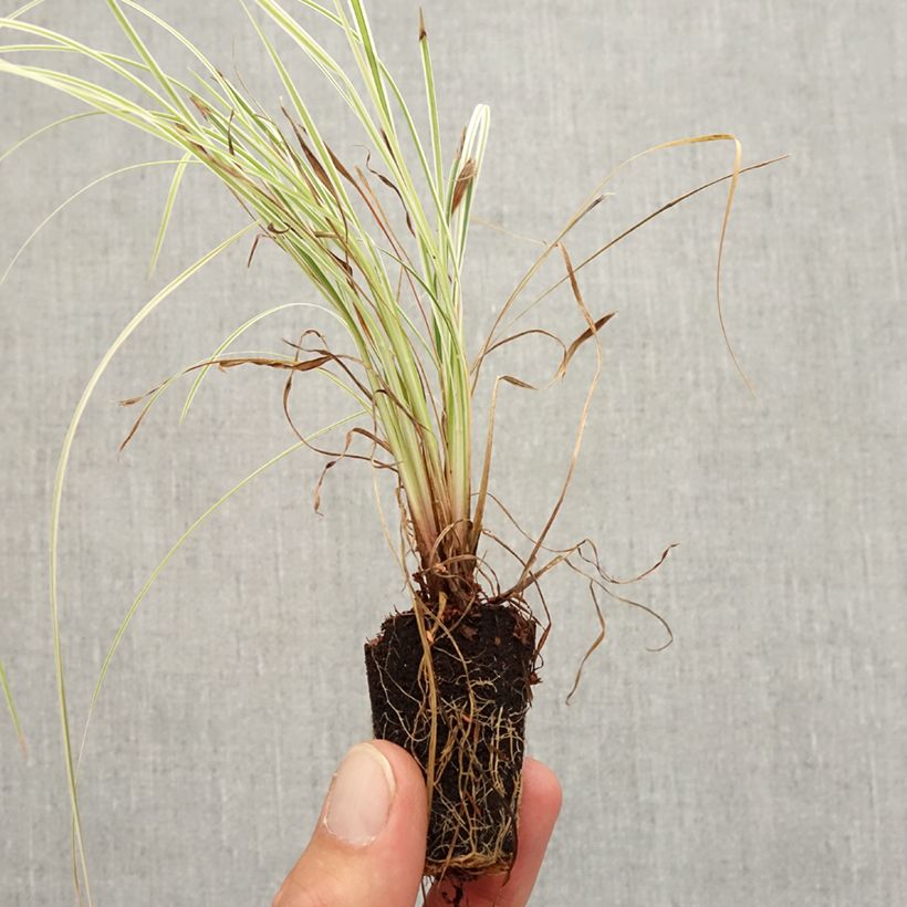 Esemplare di Schizachyrium scoparium Chameleon mini zolla... come consegnato in autunno