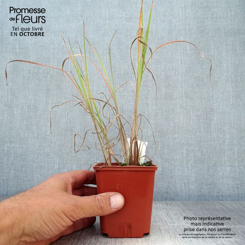 Esemplare di Schizachyrium scoparium Ha Ha Tonka Vasetto da 8/9 cm come consegnato in autunno