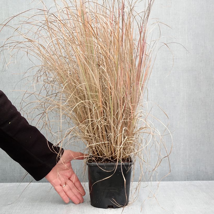 Esemplare di Schizachyrium scoparium Ha Ha Tonka Vaso da 2L/3L come consegnato in autunno