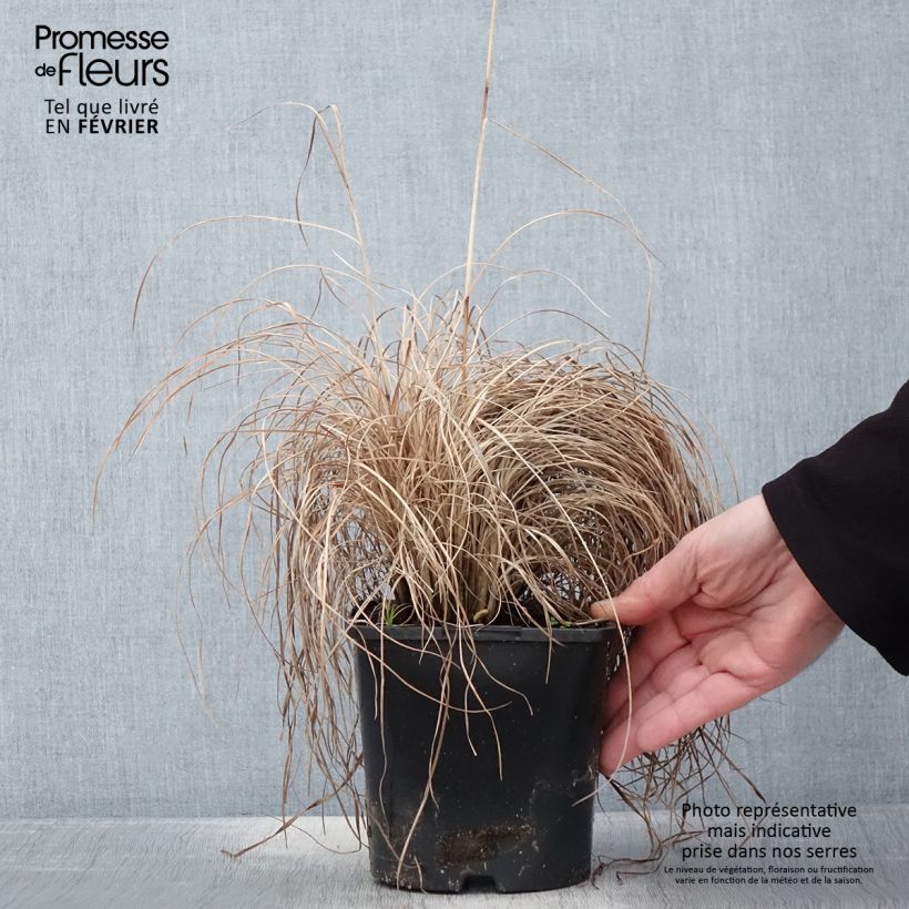Schizachyrium scoparium Ha Ha Tonka Vaso da 2L/3L esemplare consegnato in inverno