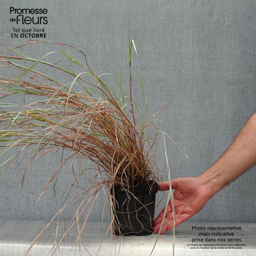 Esemplare di Schizachyrium scoparium Prairie Blues Vaso da 2L/3L come consegnato in autunno