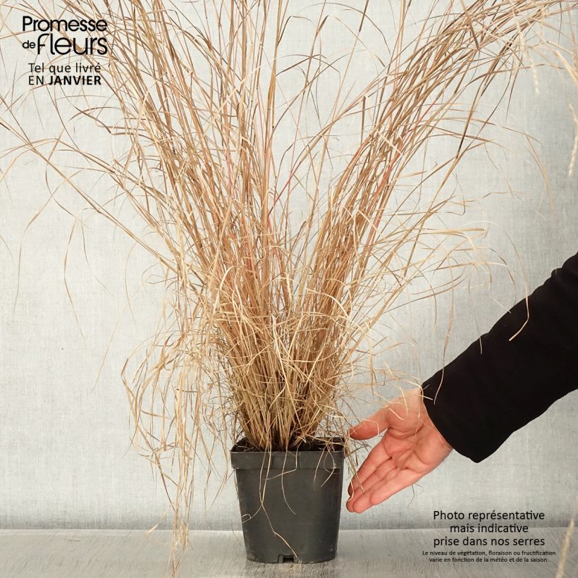 Schizachyrium scoparium Prairie Blues Vaso da 2L/3L esemplare consegnato in inverno