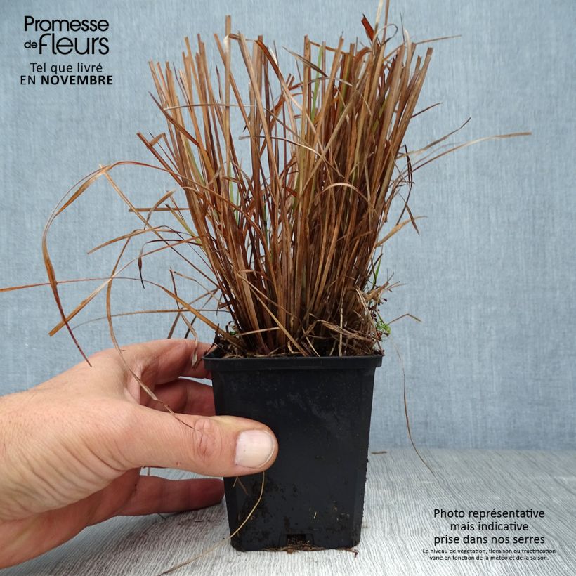 Esemplare di Schizachyrium scoparium Standing Ovation Vasetto da 8/9 cm come consegnato in autunno