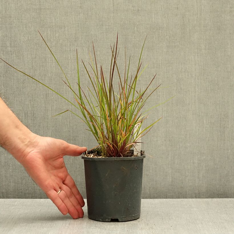 Esemplare di Schizachyrium scoparium Standing Ovation Vaso da 1L/1,5L come consegnato in autunno