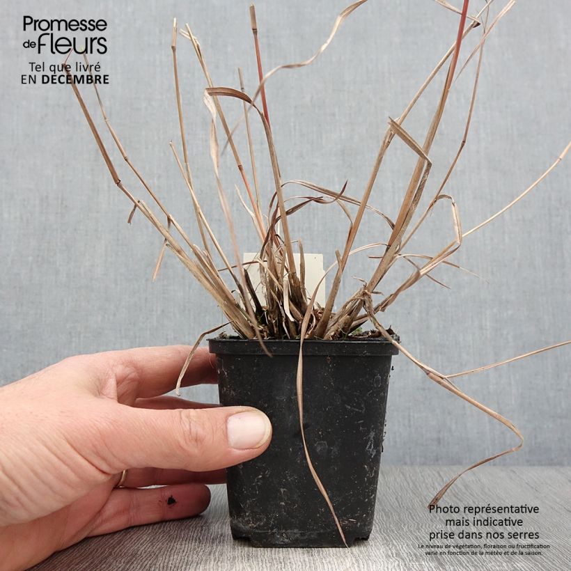 Esemplare di Schizachyrium scoparium Wild West Vasetto da 8/9 cm come consegnato in autunno