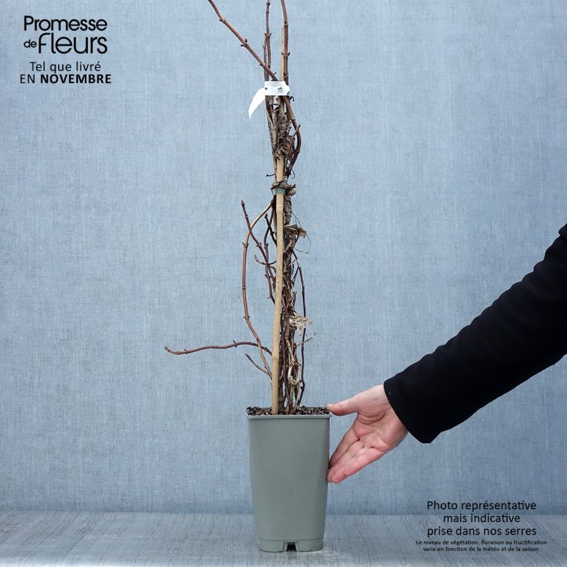 Esemplare di Schizophragma hydrangeoides Burst of Light Vaso da 2L/3L come consegnato in autunno