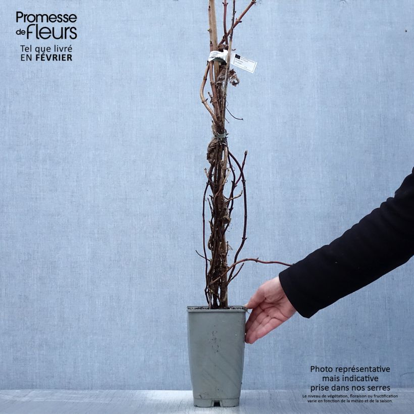 Schizophragma hydrangeoides Burst of Light Vaso da 2L/3L esemplare consegnato in inverno