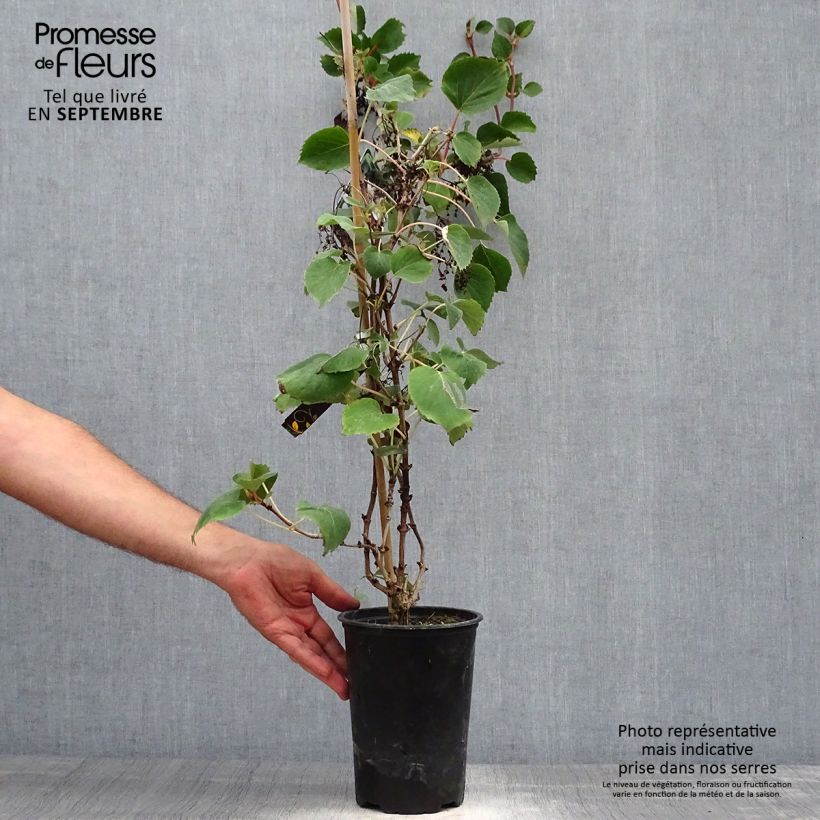 Esemplare di Schizophragma hydrangeoides Vaso da 2L/3L come consegnato in autunno