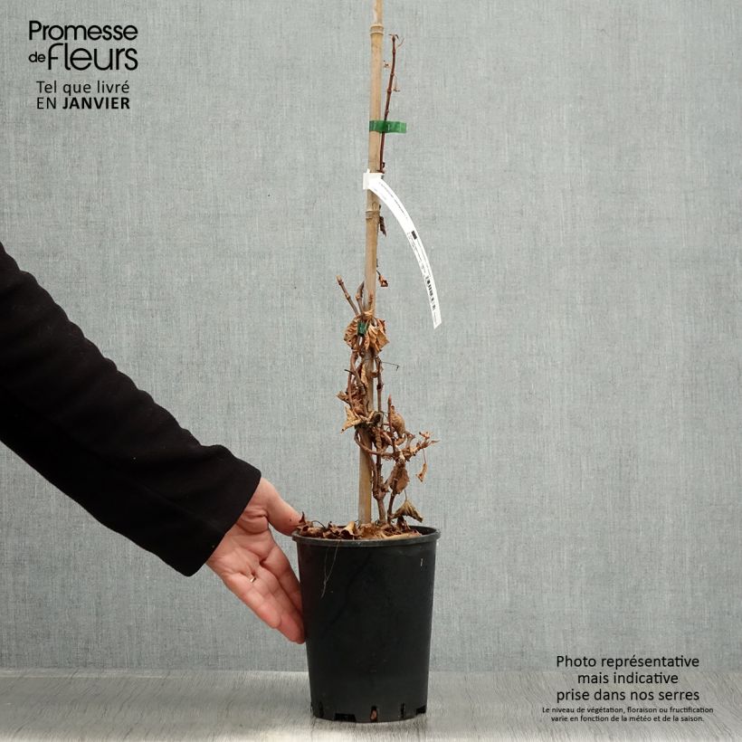 Schizophragma hydrangeoides Vaso da 2L/3L esemplare consegnato in inverno