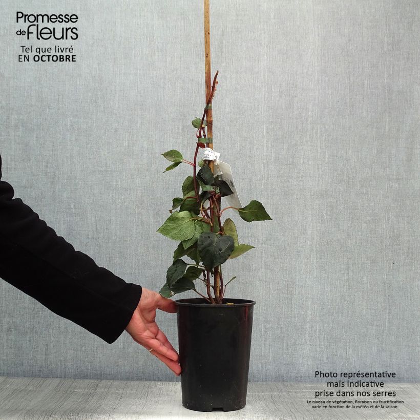 Esemplare di Schizophragma hydrangeoides Rose Sensation Vaso da 2L/3L come consegnato in autunno