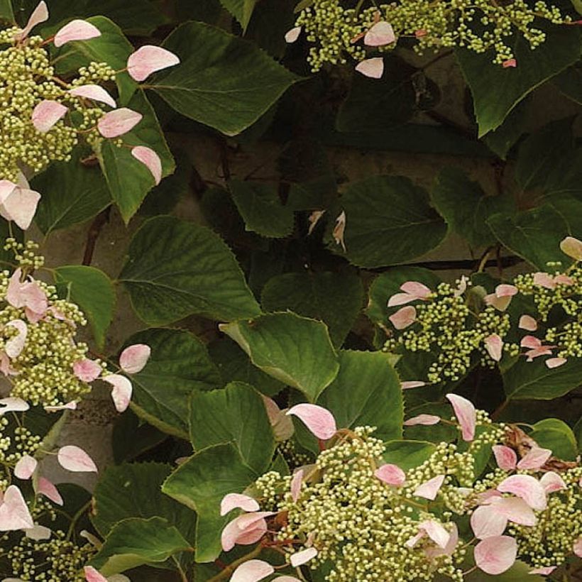 Schizophragma hydrangeoides Rose Sensation (Fogliame)