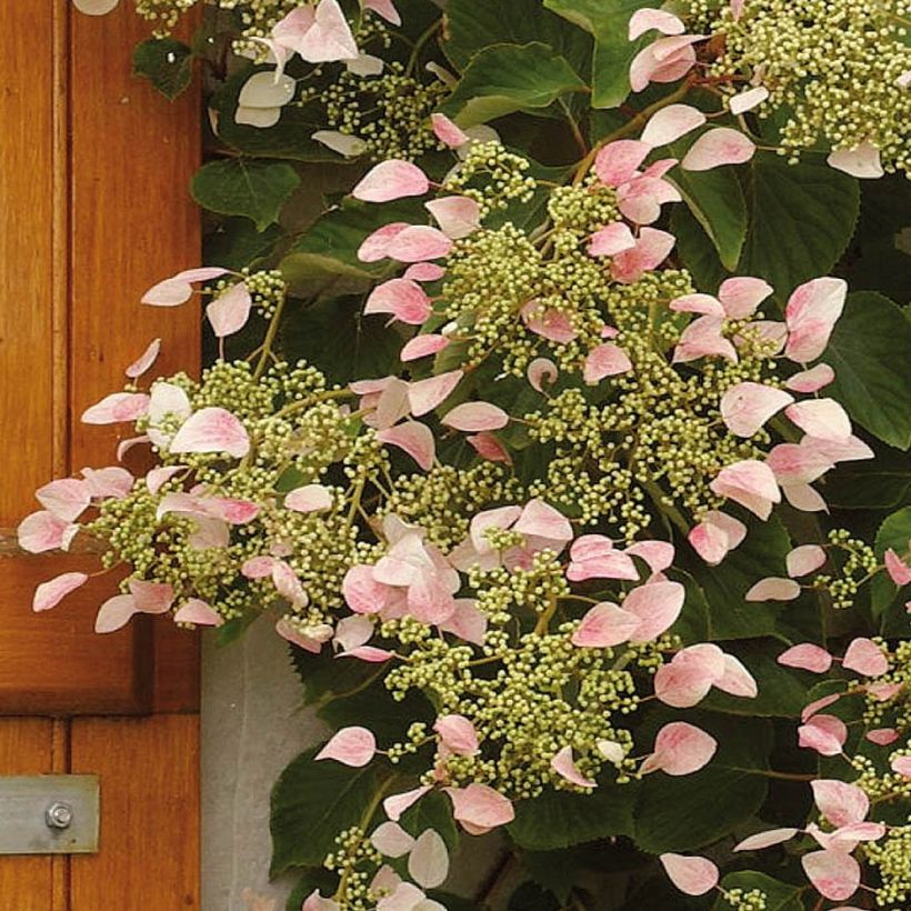 Schizophragma hydrangeoides Rose Sensation (Fioritura)
