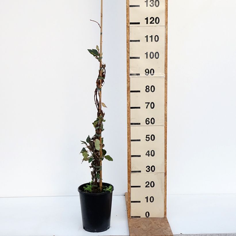 Esemplare di Schizophragma hydrangeoides Rose Sensation Vaso da 6L/7L come consegnato in autunno