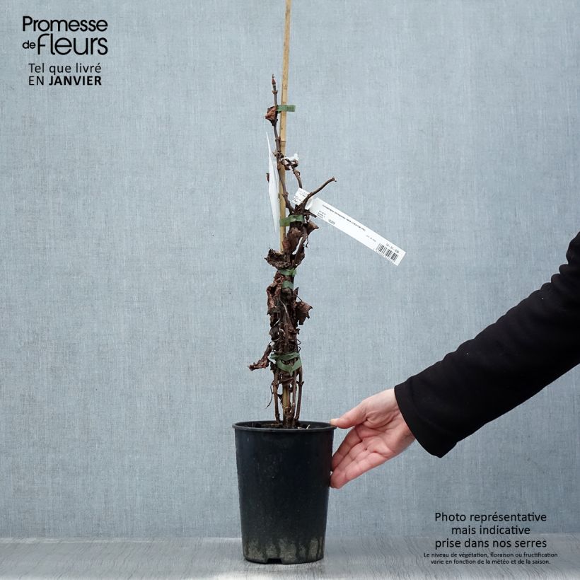 Schizophragma hydrangeoides Snow Sensation Vaso da 3L/4L esemplare consegnato in inverno