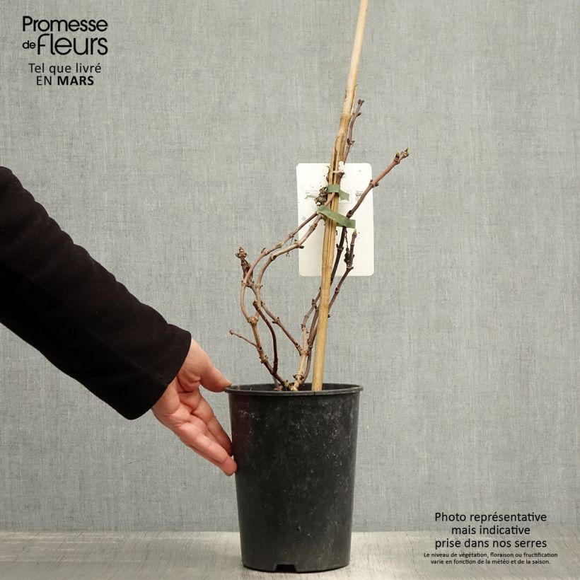 Schizophragma hydrangeoides Snow Sensation Vaso da 3L/4L esemplare consegnato in primavera