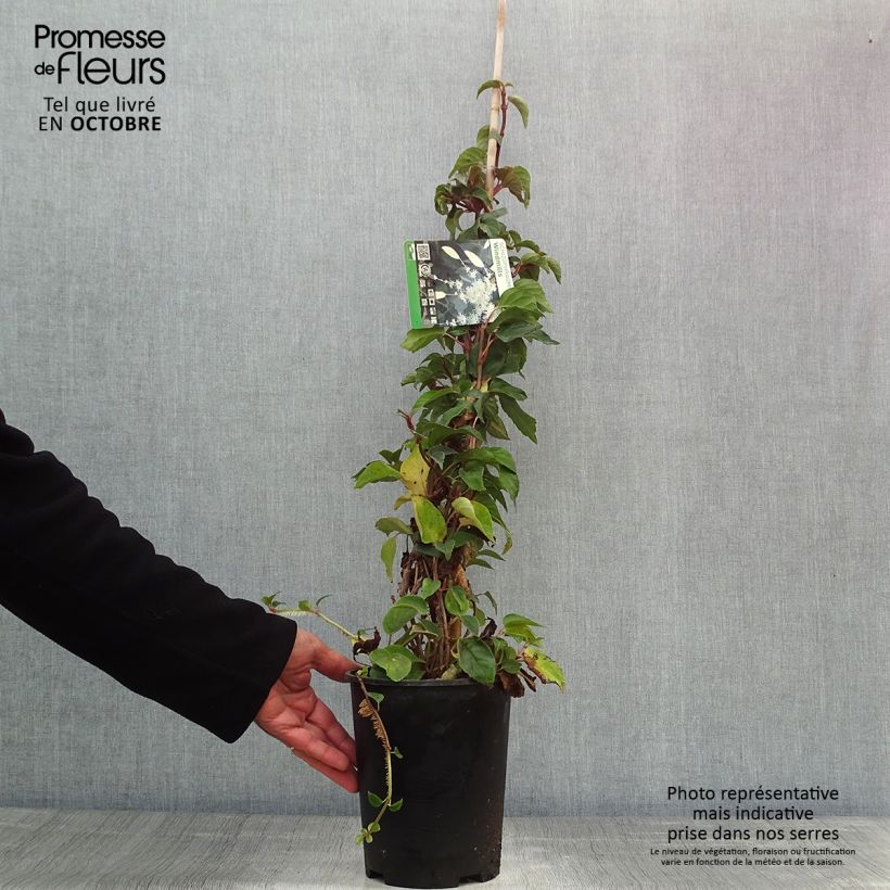 Esemplare di Schizophragma hydrangeoides Windmills Vaso da 2L/3L come consegnato in autunno