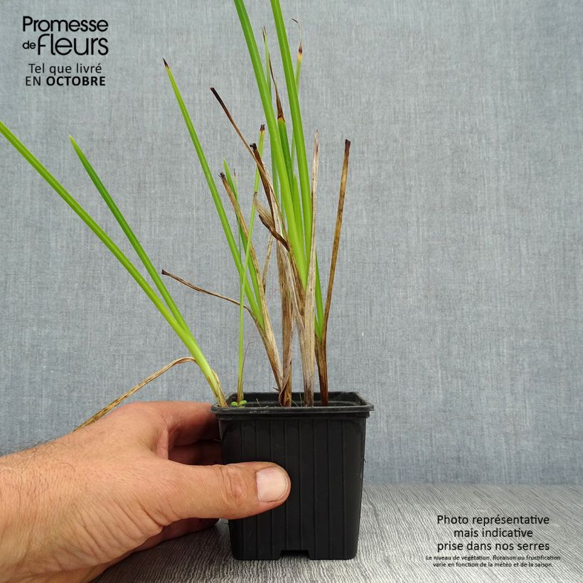 Esemplare di Schizostylis coccinea Alba Vasetto da 7/8 cm come consegnato in autunno