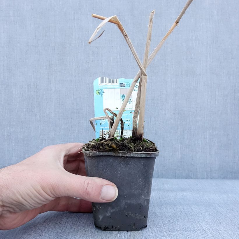 Schoenoplectus lacustris - Lisca lacustre Vasetto da 8/9 cm esemplare consegnato in inverno