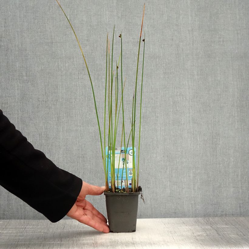 Schoenoplectus lacustris - Lisca lacustre Vasetto da 8/9 cm esemplare consegnato in primavera