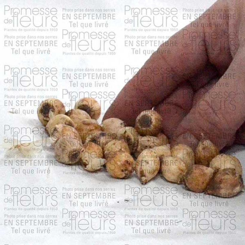 Esempio di esemplare Scilla bifolia - Scilla silvestre Bulbo taglia 4+ come consegnato