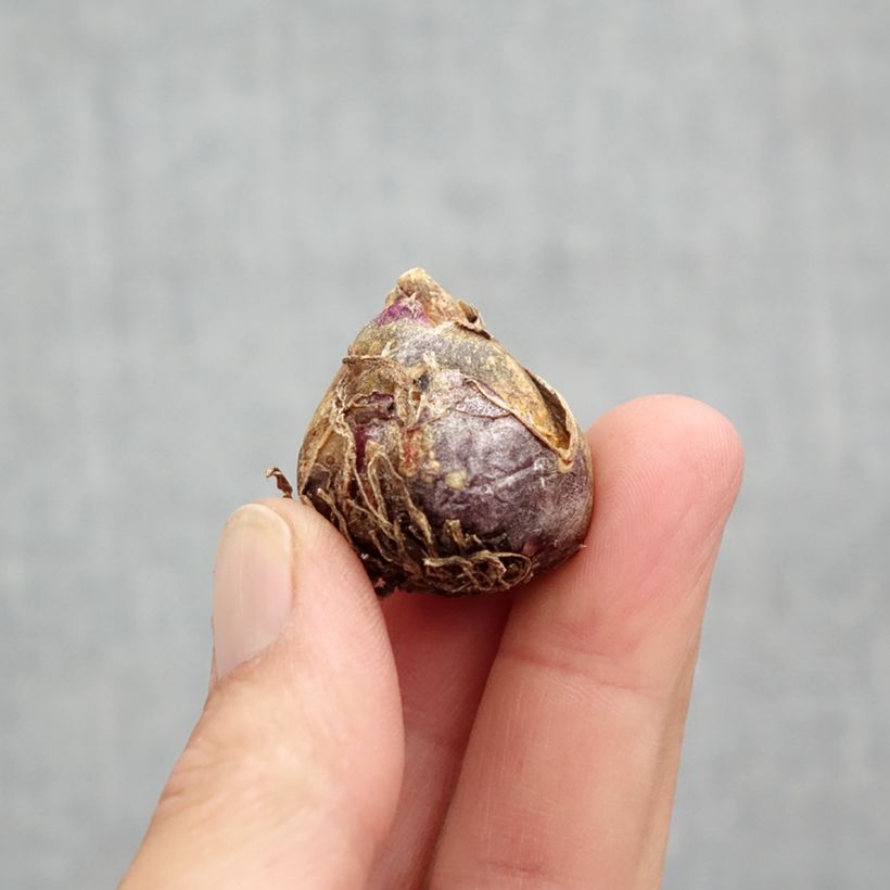 Scilla siberica Spring Beauty - Falso giacinto Bulbo taglia 9+ esemplare consegnato in primavera