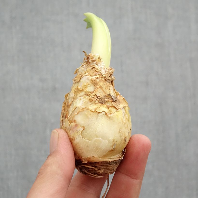 Scilla peruviana - Scilla maggiore Bulbo taglia 16/18 esemplare consegnato in primavera