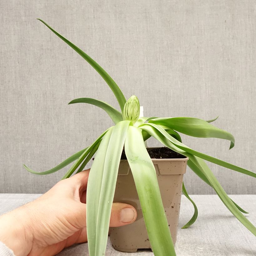 Scilla peruviana - Scilla maggiore Vaso da Ø 12 cm / 13 cm taglia 16/18 esemplare consegnato in primavera