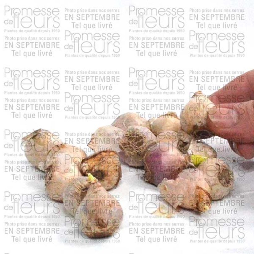 Esempio di esemplare Scilla siberica Alba - Falso giacinto Bulbo taglia 8+ come consegnato